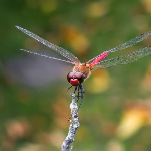 Dragonfly